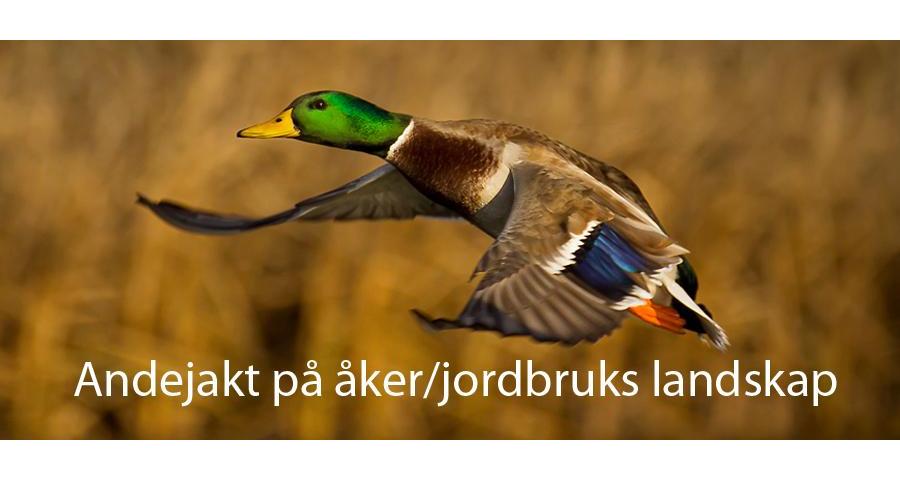 Andejakt på åker/jordbruks landskap