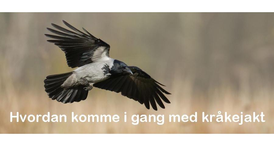 Felte Gressender og andre vadere