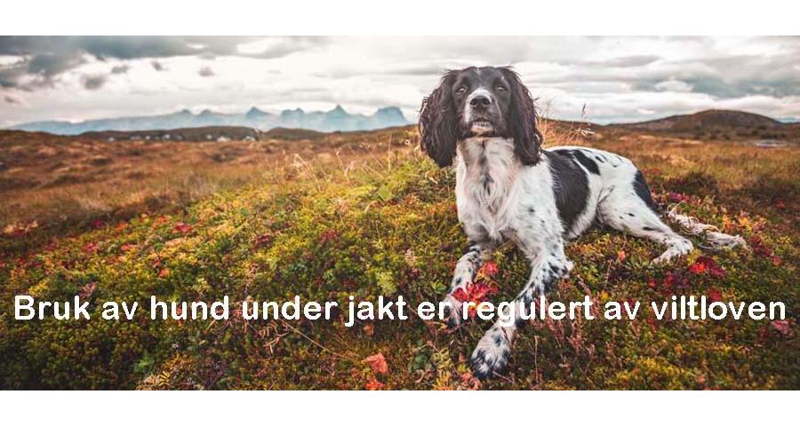 Bruk av hund under jakt er regulert av viltloven