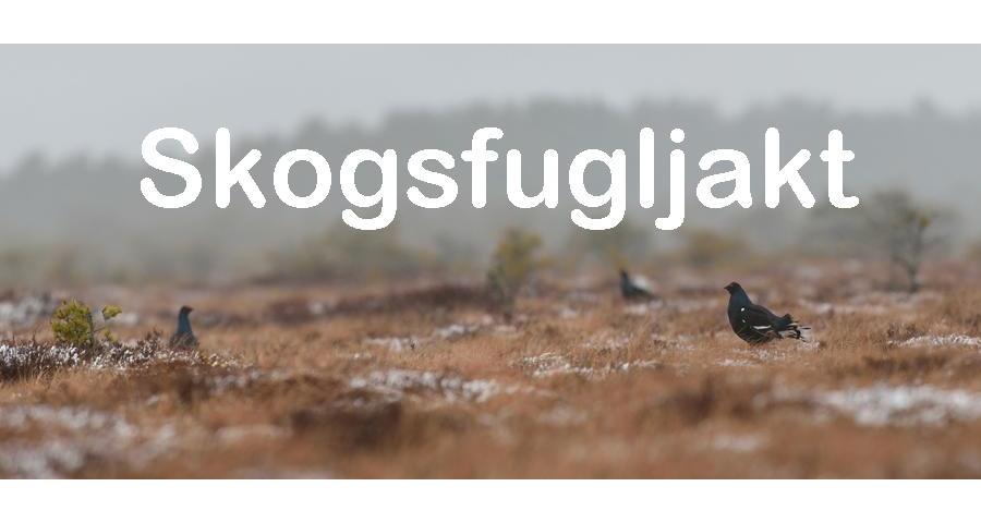 Hvordan komme i gang med skogsfugljakt?