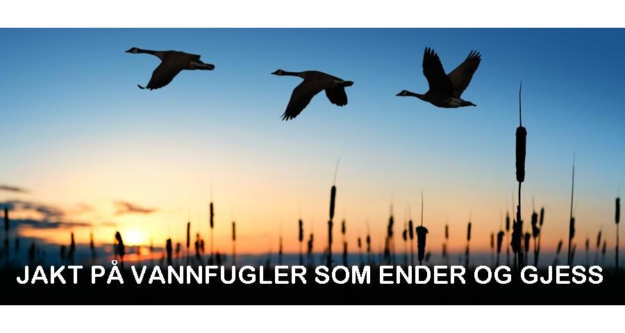 Litt om jakt på vannfugler som ender og gjess