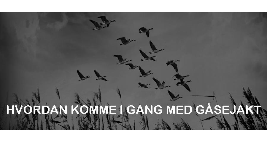 Hvordan komme i gang med gåsejakt? Riktig jaktområde og bruk av lokkefugl.