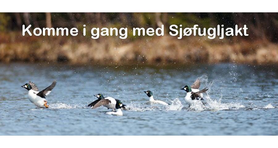 Hvordan komme i gang med sjøfugljakt