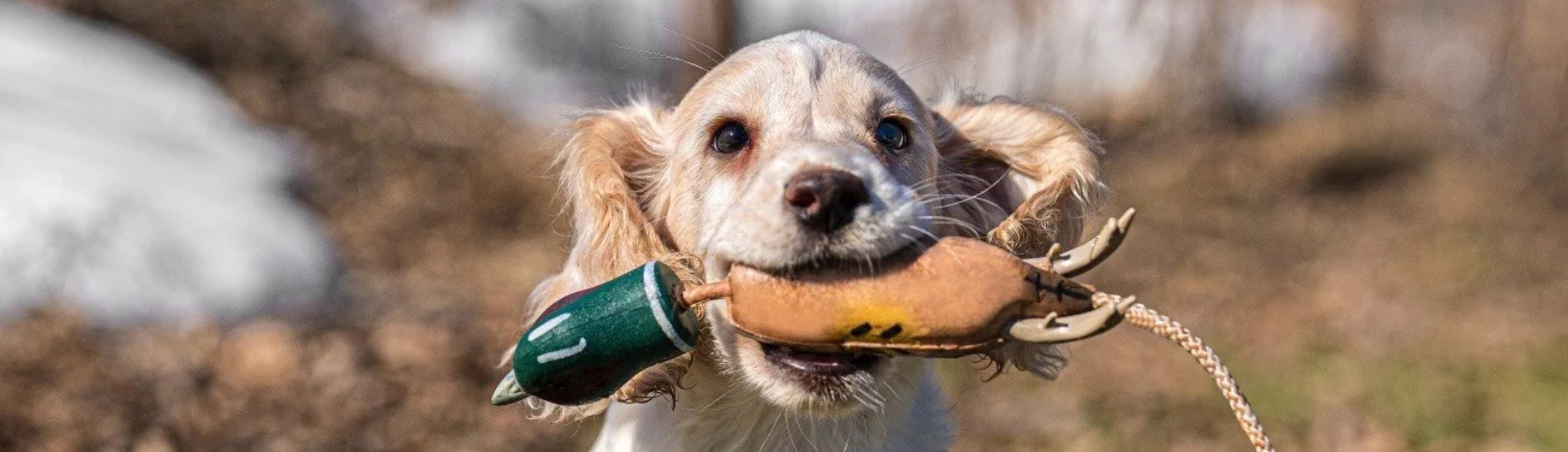 Apport - Treningsfugler - valp